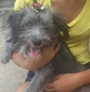 Cachorro raça SRD idade 7 a 11 meses nome Myla