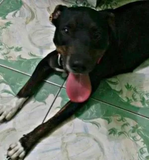 Cachorro raça Pit-Bull idade 2 anos nome Valentina