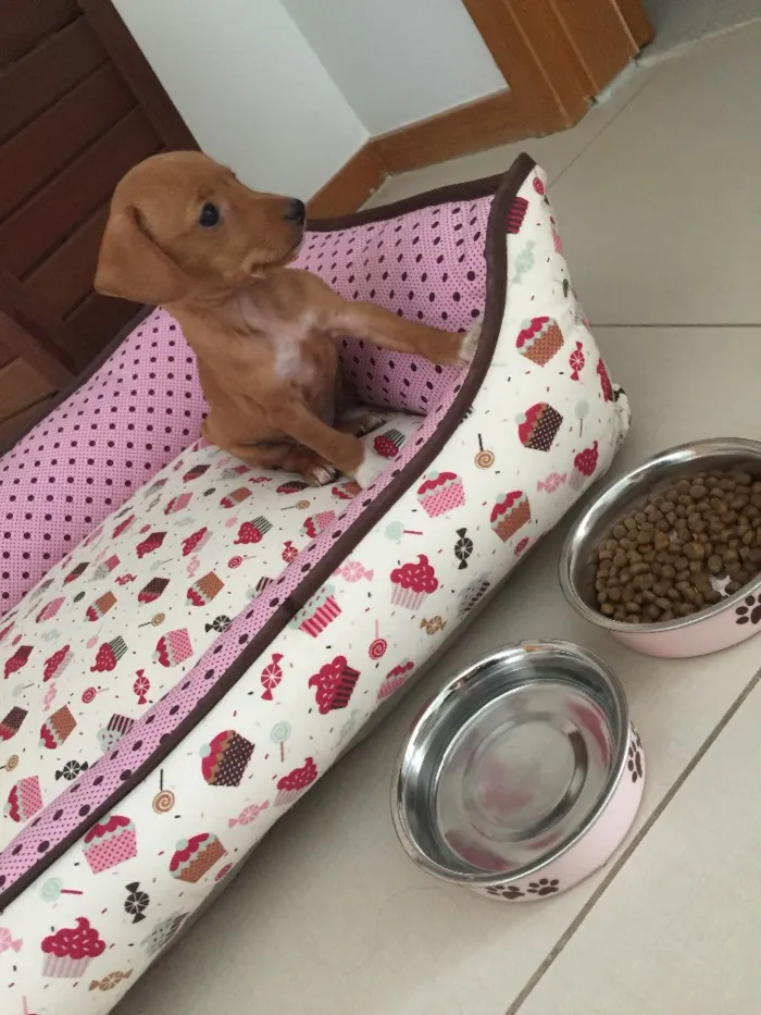 Cachorro ra a SRD idade 2 a 6 meses nome Jolie