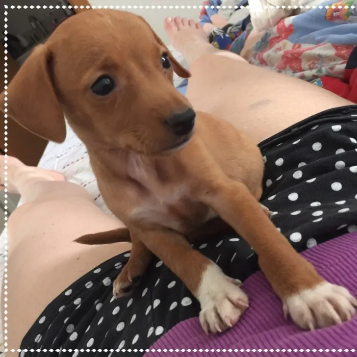 Cachorro ra a SRD idade 2 a 6 meses nome Jolie