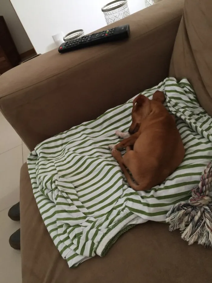 Cachorro ra a SRD idade 2 a 6 meses nome Jolie