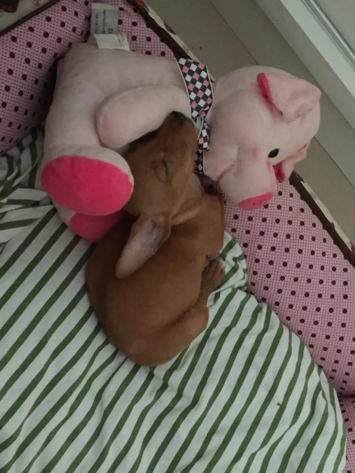 Cachorro ra a SRD idade 2 a 6 meses nome Jolie