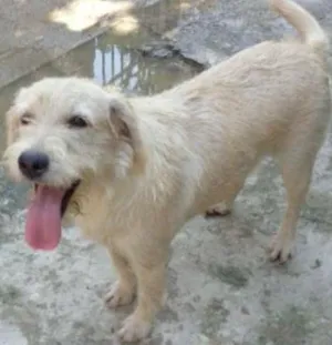 Cachorro raça SRD idade 2 anos nome melzinha