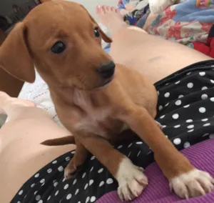 Cachorro raça SRD idade 2 a 6 meses nome Jolie