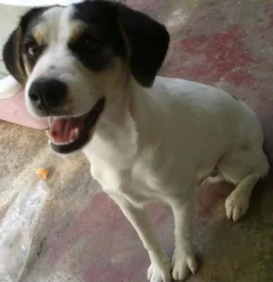 Cachorro raça SRD idade 7 a 11 meses nome Max
