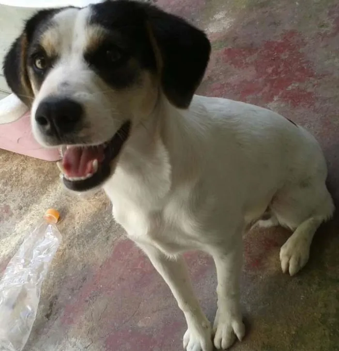 Cachorro ra a SRD idade 7 a 11 meses nome Max