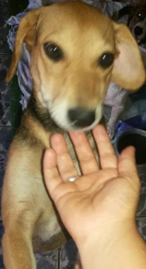 Cachorro raça Srd idade 3 anos nome Bela 