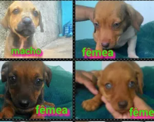 Cachorro raça Srd idade Abaixo de 2 meses nome Sem nome 