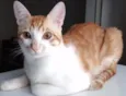 Chico