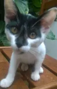 Frederico