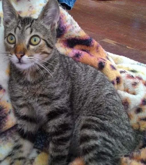 Gato ra a Vira lata idade 2 a 6 meses nome Tigrão