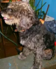 scooby