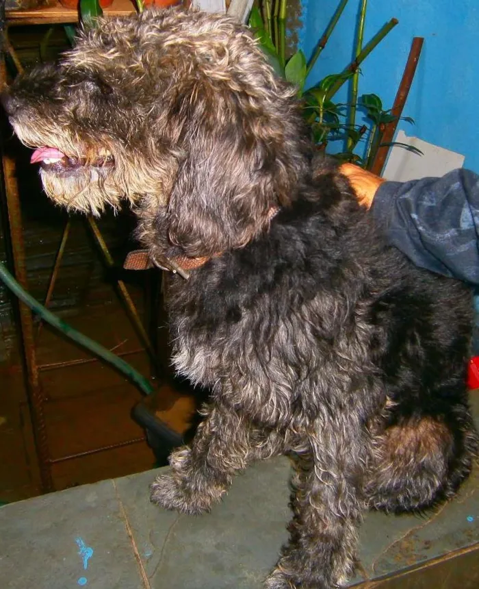 Cachorro ra a Poodle idade  nome scooby