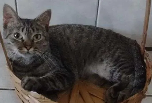 Gato ra a SRD idade 7 a 11 meses nome Dindinha