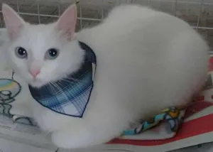 Gato raça SRD idade 7 a 11 meses nome Pietra