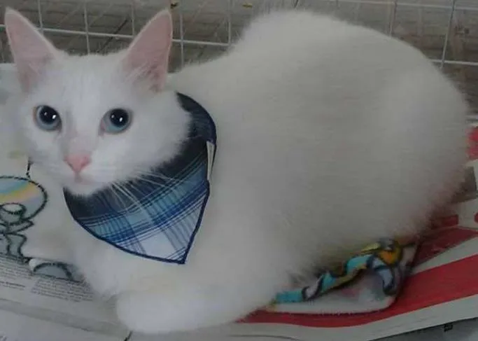 Gato ra a SRD idade 7 a 11 meses nome Pietra
