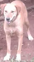 Menina