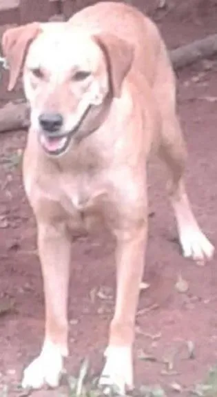 Cachorro ra a Labrador idade 2 anos nome Menina