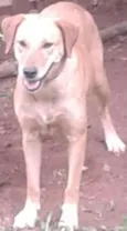 Menina