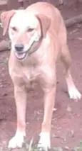 Menina