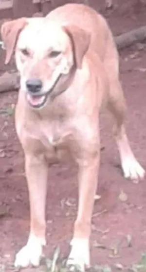 Cachorro raça Labrador idade 2 anos nome Menina