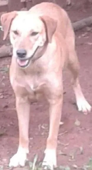 Cachorro ra a Labrador idade 2 anos nome Menina