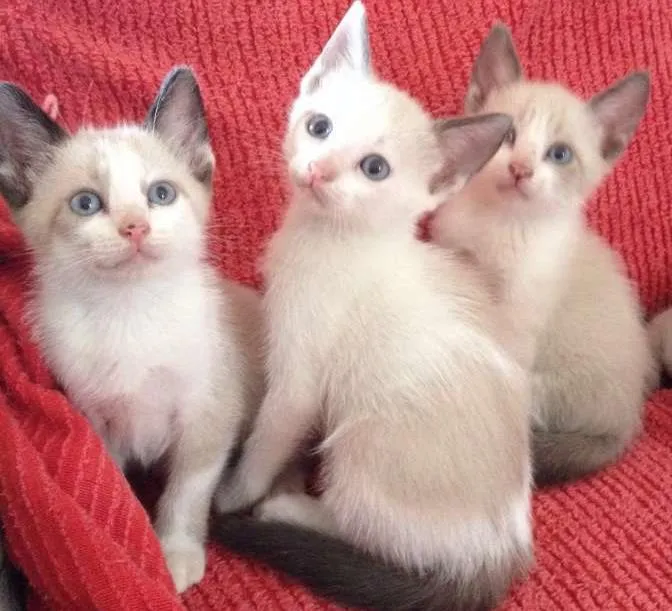 Gato ra a Siamês idade  nome 3 femas e 1 macho