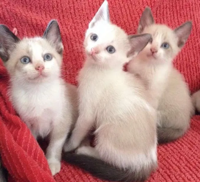 Gato ra a Siamês idade  nome 3 femas e 1 macho