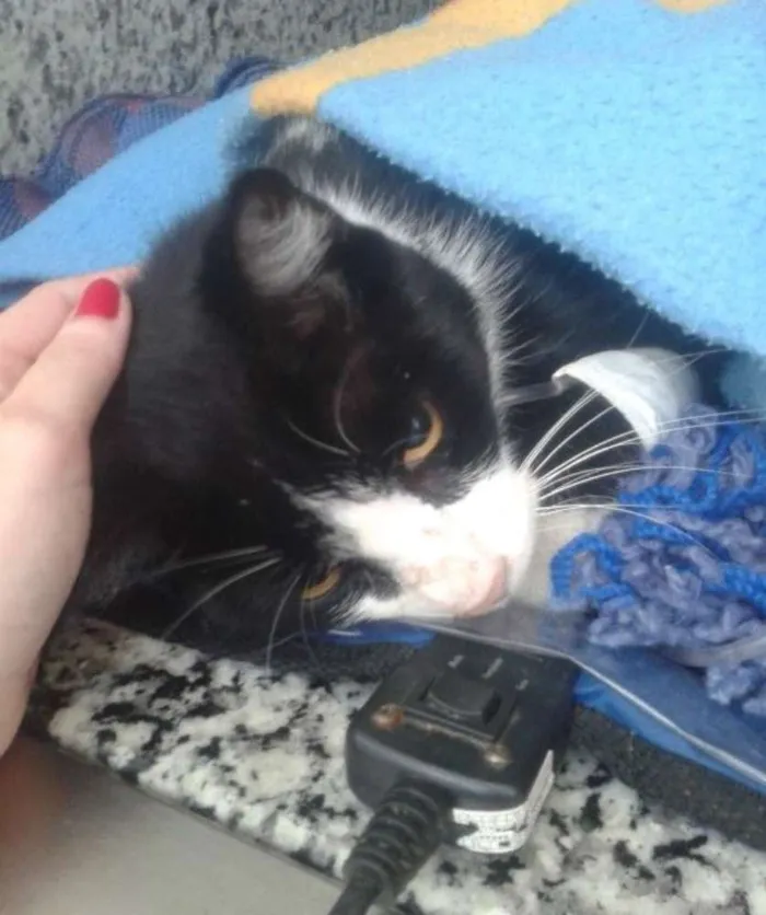 Gato ra a SRD idade  nome Frajola