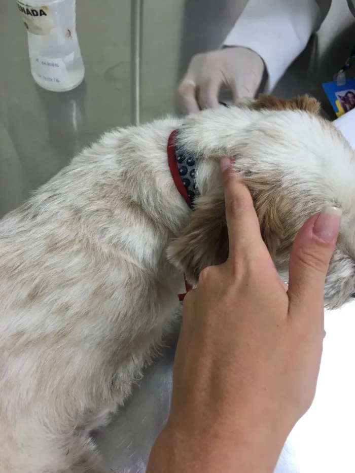 Cachorro ra a - idade 6 ou mais anos nome -