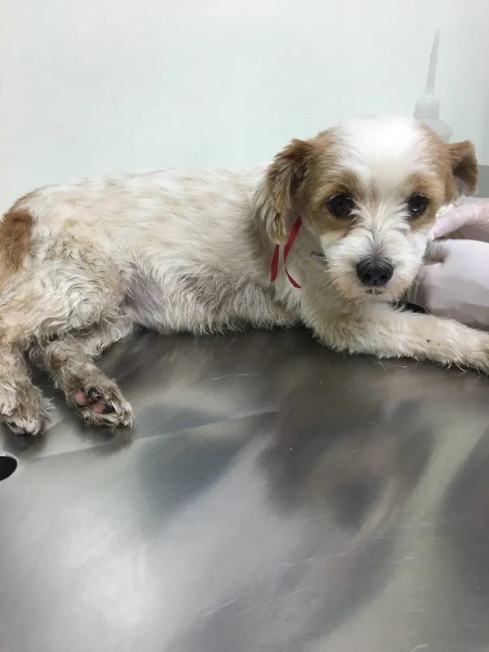 Cachorro ra a - idade 6 ou mais anos nome -