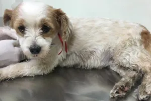 Cachorro raça - idade 6 ou mais anos nome -