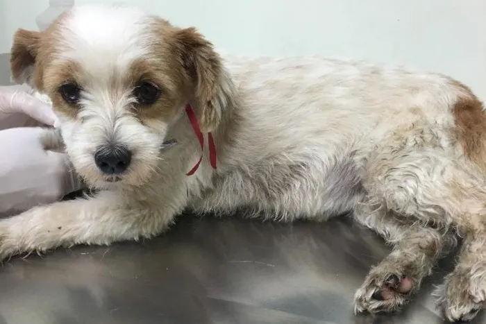 Cachorro ra a - idade 6 ou mais anos nome -
