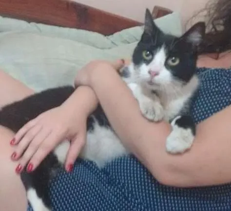 Gato ra a SRD idade  nome Frajola
