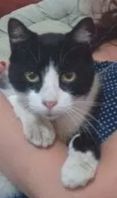 Gato ra a SRD idade  nome Frajola