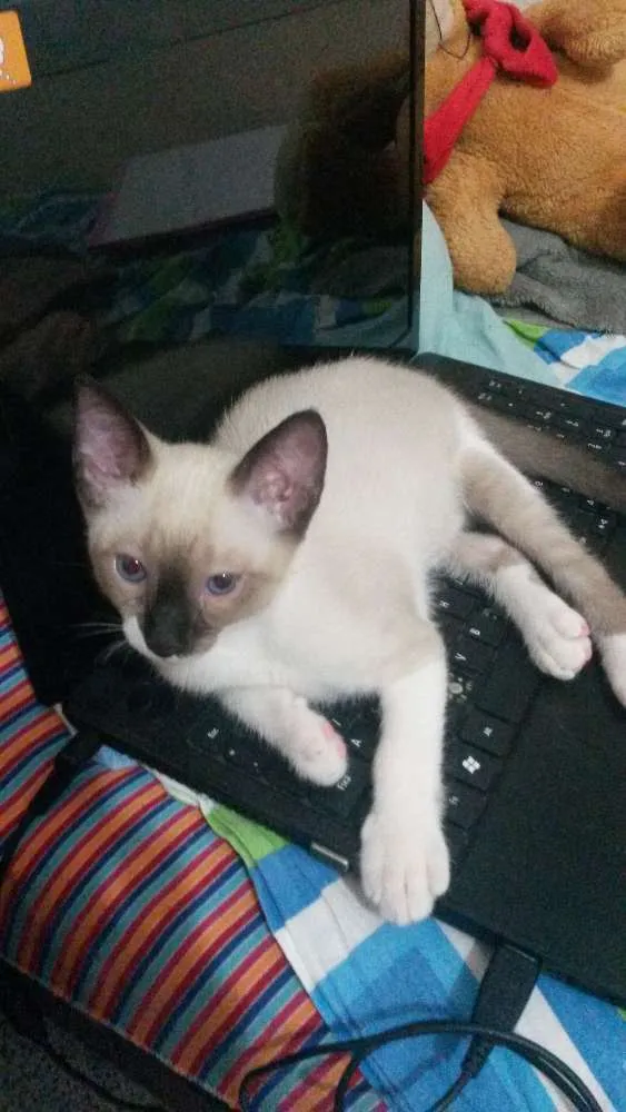 Gato ra a Siamês idade 2 a 6 meses nome Mark 