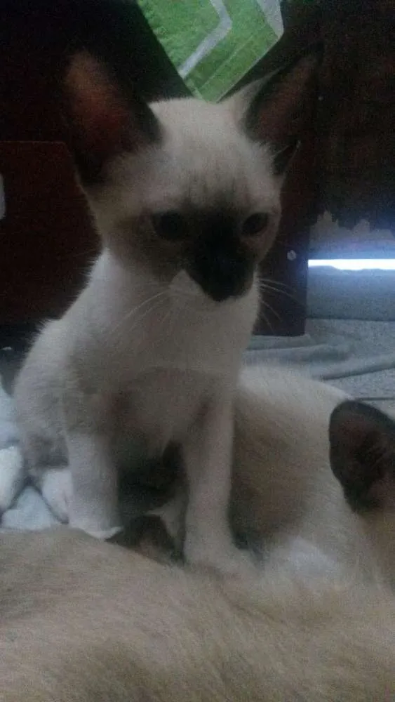 Gato ra a Siamês idade 2 a 6 meses nome Mark 