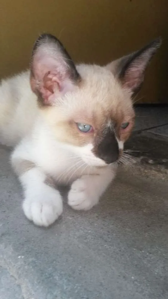 Gato ra a Siamês idade 2 a 6 meses nome Derek