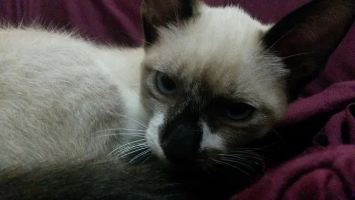 Gato ra a Siamês idade 2 a 6 meses nome Derek