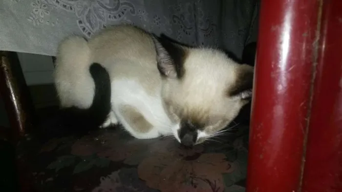 Gato ra a Siamês idade 2 a 6 meses nome Derek