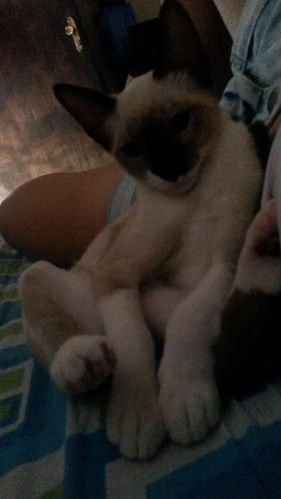 Gato ra a Siamês idade 2 a 6 meses nome Mark 