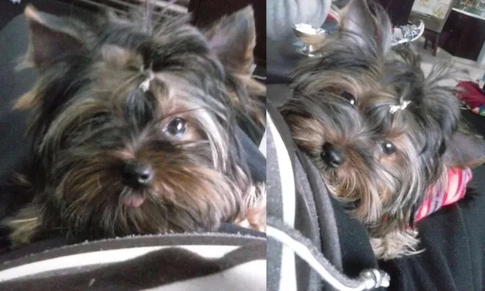 Cachorro ra a Yorkshire idade 2 anos nome Preto