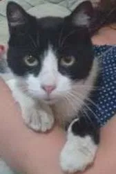 Gato raça SRD idade  nome Frajola