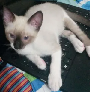 Gato raça Siamês idade 2 a 6 meses nome Mark 