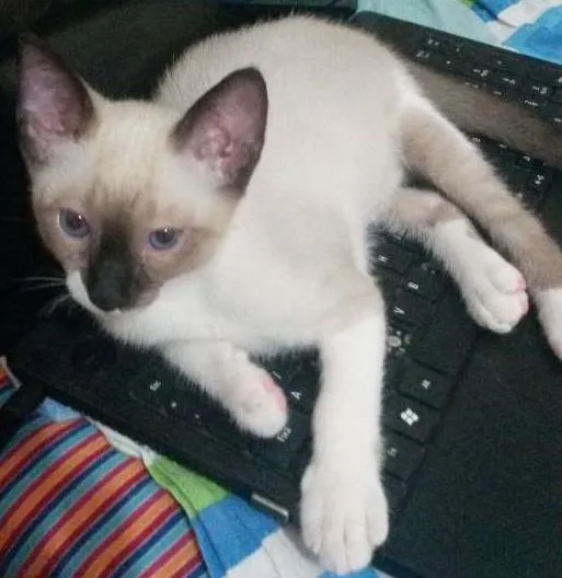 Gato ra a Siamês idade 2 a 6 meses nome Mark 