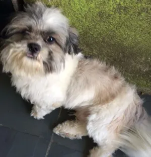 Cachorro raça Shitzu idade 2 anos nome Billy