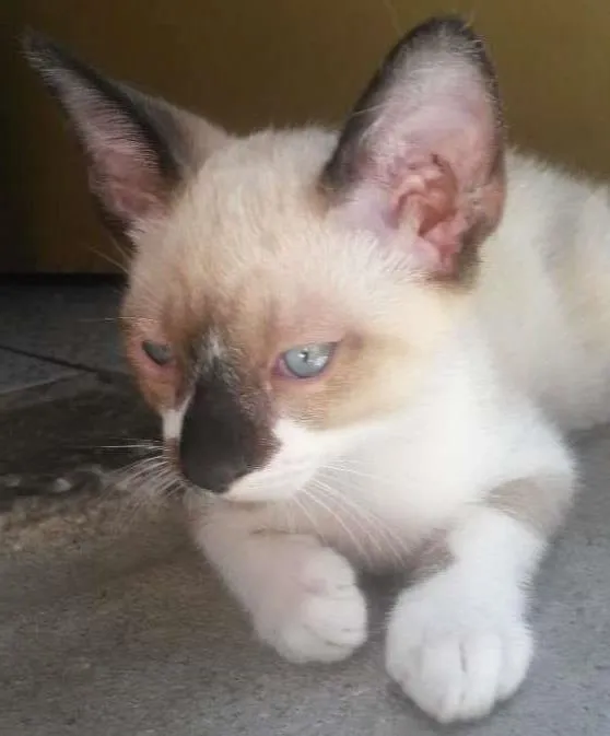 Gato ra a Siamês idade 2 a 6 meses nome Derek