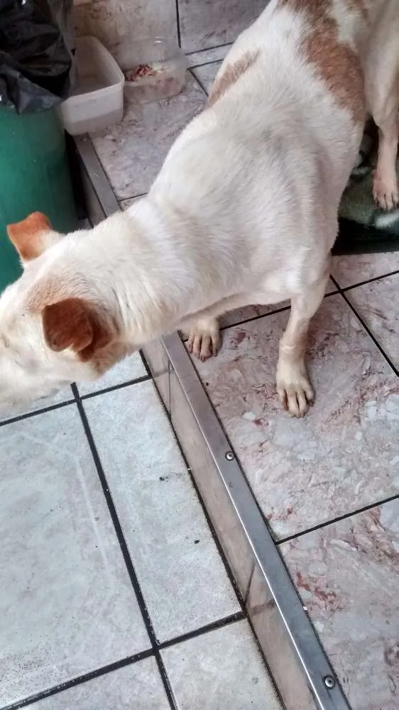 Cachorro ra a Vira Lata idade 6 ou mais anos nome Frank