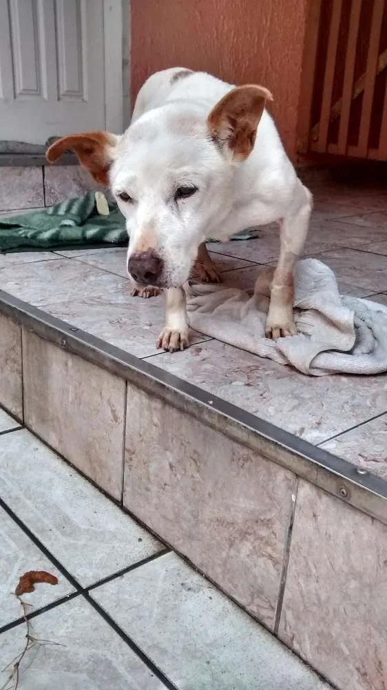 Cachorro ra a Vira Lata idade 6 ou mais anos nome Frank