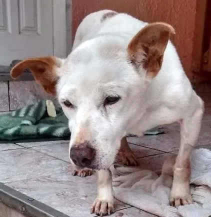 Cachorro ra a Vira Lata idade 6 ou mais anos nome Frank